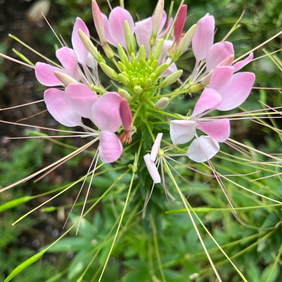 Meet your Posher, E🌸 - Picture 7 of 15